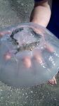     
: IMG_20170906_101812.jpg
: 50
:	53.5 
ID:	12270238