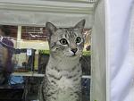     
: cat.jpg
: 19
:	62.6 
ID:	1227635
