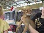     
: cat (3).jpg
: 20
:	70.1 
ID:	1227638