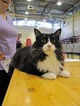     
: cat (6).jpg
: 26
:	32.6 
ID:	1227654