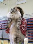     
: cat (7).jpg
: 27
:	34.5 
ID:	1227655
