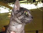     
: cat (13).jpg
: 20
:	69.2 
ID:	1227672