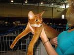     
: cat (14).jpg
: 19
:	79.3 
ID:	1227674