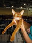     
: cat (15).jpg
: 18
:	45.2 
ID:	1227676