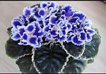     
: 20123.jpg
: 7
:	66.3 
ID:	12284671