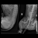     
: Small Skeletal _ 10 kg-Pelvis LAT-11.09.2017-13_56_27-931.jpg
: 9
:	41.5 
ID:	12290657