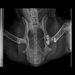    
: Medium Skeletal 10-25 kg-Pelvis VD-11.09.2017-13_56_25-232.jpg
: 15
:	35.8 
ID:	12290660
