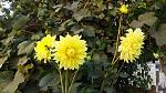     
: 20170914_083340.jpg
: 10
:	163.2 
ID:	12290918