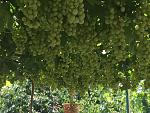     
: thumb_IMG_2193_1024.jpg
: 11
:	125.7 
ID:	12295617