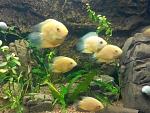     
: IMG_20170921_192818.jpg
: 14
:	136.4 
ID:	12300666