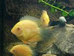     
: IMG_20170921_192751.jpg
: 13
:	84.7 
ID:	12300669