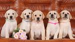     
: 1483459831_labrador-retriever-dog-photo-2.jpg
: 259
:	86.8 
ID:	12306477