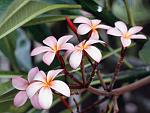     
: Frangipani Flowers.jpg
: 4
:	105.5 
ID:	1231424