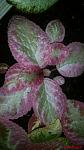     
: IMG_20170929_212050.jpg
: 111
:	91.7 
ID:	12318234