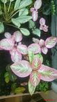     
: IMG_20170924_201232.jpg
: 114
:	71.8 
ID:	12318235