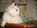     
: 1246881819_153158549.jpg
: 100
:	36.1 
ID:	1232997