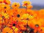     
: Garden.jpg
: 21
:	81.9 
ID:	1235267
