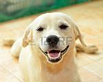     
: 28549375-thai-dog.jpg
: 14
:	28.0 
ID:	12360609