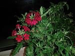     
: IMG_20171020_204556.jpg
: 14
:	153.5 
ID:	12364272