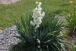     
: yucca_nitchaya.jpg
: 50
:	94.3 
ID:	12364430