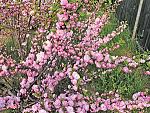     
: ld_louiseania_1.jpg
: 92
:	116.3 
ID:	12364431