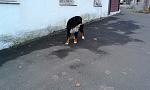     
: IMG_0655.JPG
: 14
:	228.4 
ID:	12366605