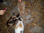     
: 20171020_184951.jpg
: 9
:	238.5 
ID:	12366960