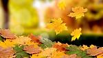     
: image.jpg
: 51
:	104.5 
ID:	12372988