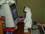     
: stopme_ru_58_0_20070304_12135.jpg
: 32
:	10.3 
ID:	123749