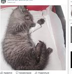     
: кот.jpg
: 28
:	40.7 
ID:	12383154