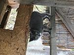     
: IMG_7383.jpg
: 226
:	220.2 
ID:	12392736