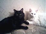     
: Photo-0165(3).jpg
: 17
:	39.7 
ID:	124062