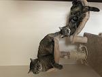     
: 323086D1-DD58-4C84-8A03-5145E30485B4.jpg
: 10
:	60.0 
ID:	12407348