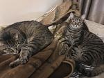     
: B49D7A98-FCD1-4A68-A957-1FFCE0F33412.jpg
: 7
:	86.6 
ID:	12407364