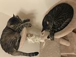     
: D0172FE0-AD85-4BCF-B12D-761E0628F739.jpg
: 8
:	76.2 
ID:	12407366