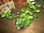     
: 101_2240.jpg
: 13
:	160.5 
ID:	12412716