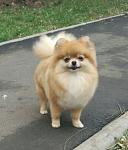     
: 1511027922233.JPEG
: 18
:	43.4 
ID:	12420121