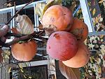     
: 20171119_123424.jpg
: 187
:	152.3 
ID:	12423830