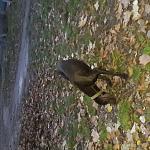     
: 20171122_163223.jpg
: 26
:	145.4 
ID:	12427673