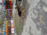     
: 20171126_133245.jpg
: 21
:	264.9 
ID:	12433376