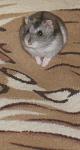     
: P1010002.jpg
: 31
:	63.8 
ID:	1243423