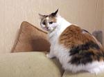     
: 826E4DC6-A116-489A-BDE5-DDD97C83E117.jpg
: 12
:	69.8 
ID:	12478629
