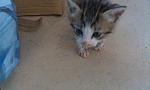     
: IMAG0459.jpg
: 71
:	108.3 
ID:	12487541