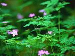    
: Forest Flowers.jpg
: 4
:	125.7 
ID:	1249025