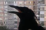     
: 20171105_120621.jpg
: 11
:	217.7 
ID:	12491307