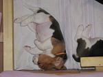     
: IMG_8158.jpg
: 9
:	94.1 
ID:	12496377