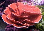     
: 16282_7676a_Montipora_plate_red_.jpg
: 56
:	65.7 
ID:	12498838