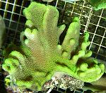     
: Neon_Lobophytum.jpg
: 85
:	93.7 
ID:	12498843