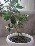     
: IMG_1611.jpg
: 6
:	65.4 
ID:	12500351