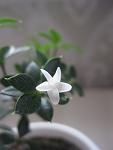     
: IMG_1612.jpg
: 5
:	43.3 
ID:	12500352